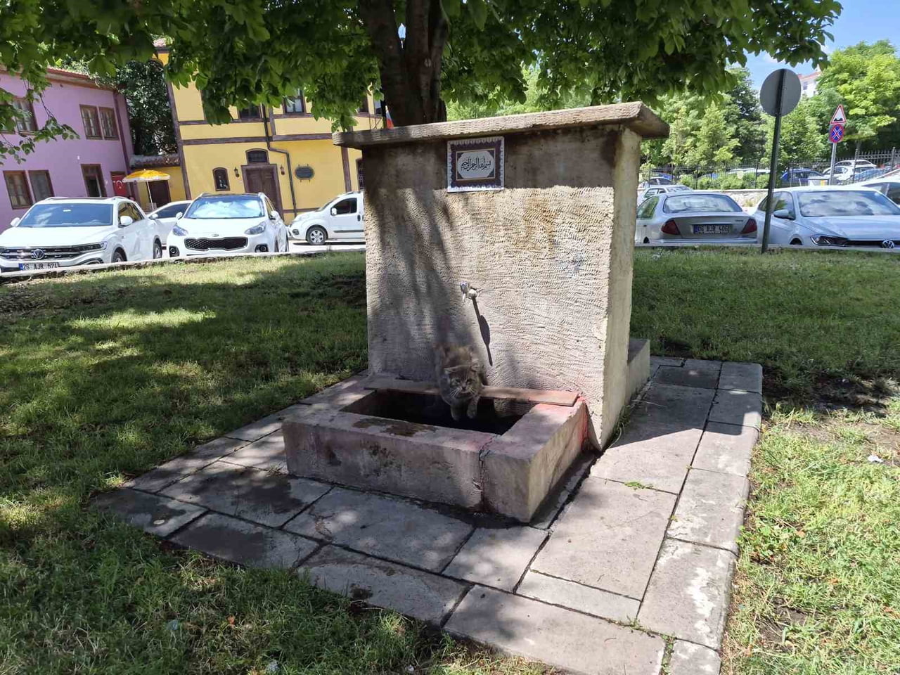 ESKİŞEHİR'DE HAVA SICAKLIĞININ 30 DERECEYE ULAŞTIĞI BÖLGEDE BUNALAN SOKAK KEDİSİ, GÖLGEDEKİ TARİHİ...