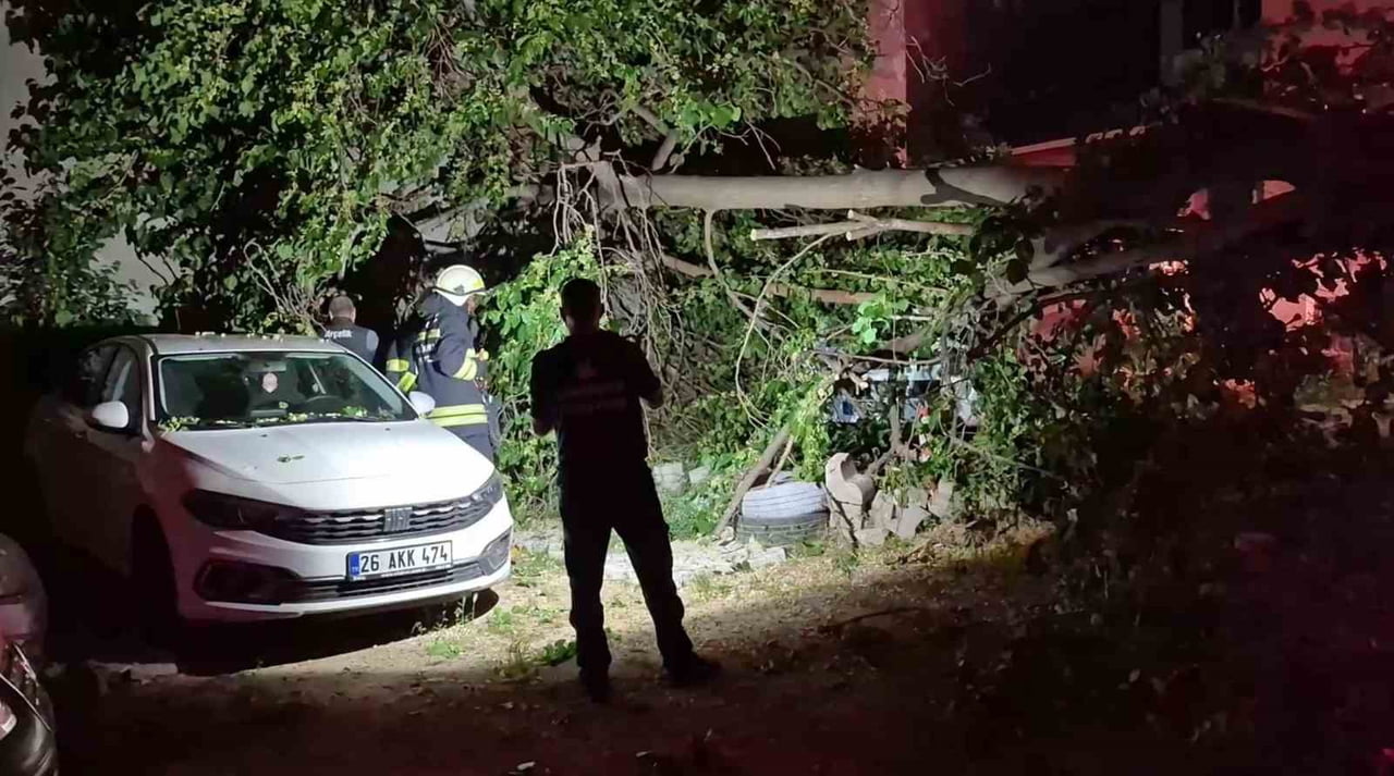ESKİŞEHİR'DE ORTADAN İKİYE AYRILAN BİR DUT AĞACI PARK HALİNDEKİ ARAÇLARIN ÜZERİNE...