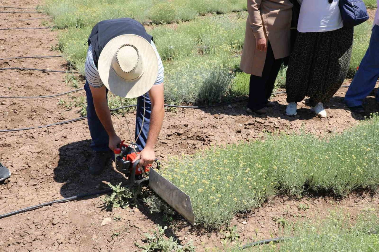 ESKİŞEHİR'DE YÜRÜTÜLEN PROJE KAPSAMINDA YETİŞTİRİLEN ALTIN OTU BİTKİSİNİN HASADI, DÜZENLENEN...