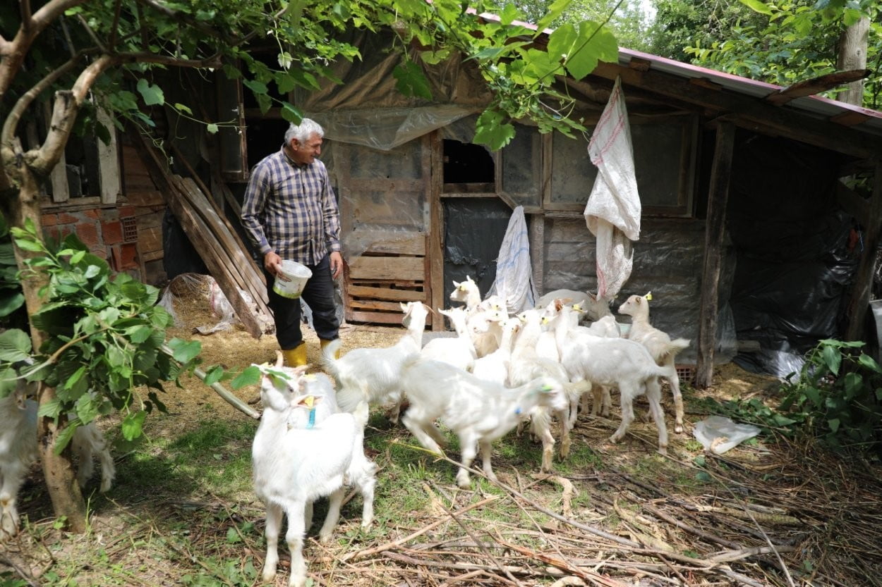 FARUK BULDUK