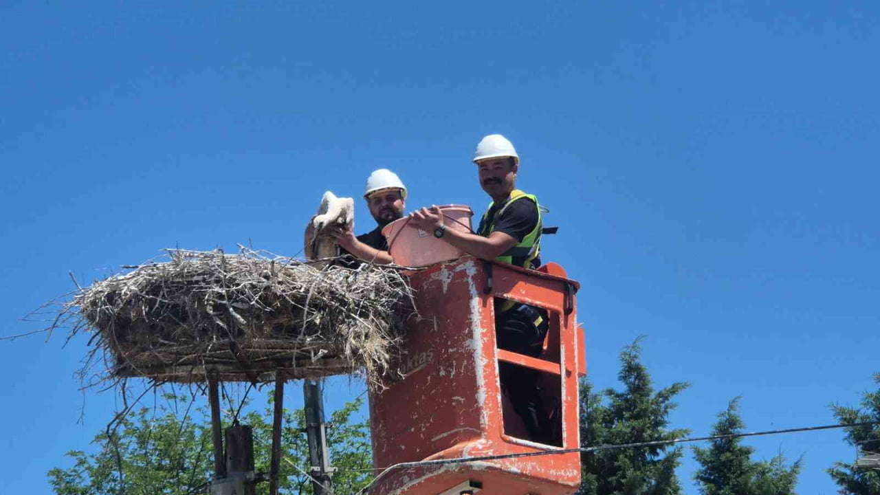 FESTİVALİN İLK GÜNÜNDE YUVALARDAN ALINAN LEYLEKLER UZMAN EKİPLER TARAFINDAN HALKALANDI