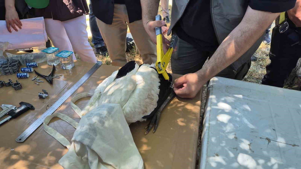 FESTİVALİN İLK GÜNÜNDE YUVALARDAN ALINAN LEYLEKLER UZMAN EKİPLER TARAFINDAN HALKALANDI