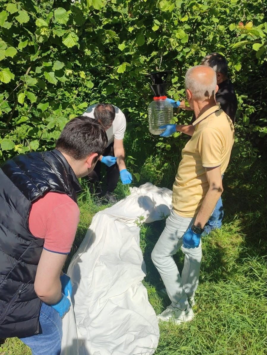 FINDIK ÜRETİMİNDE SON YILLARIN EN ÖNEMLİ ZARARLILARINDAN BİRİ OLARAK GÖSTERİLEN KAHVERENGİ KOKARCA...