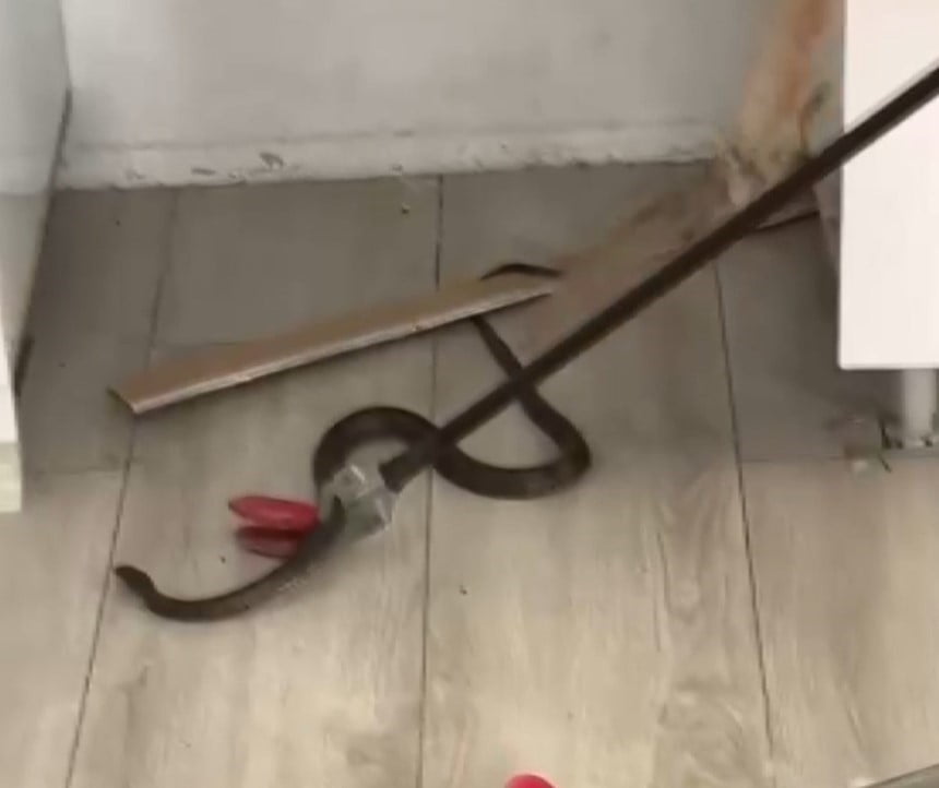 GAZİANTEP'İN OĞUZELİ İLÇESİNDE BİR EVE GİREN YILAN, İTFAİYE EKİPLERİ TARAFINDAN YAKALANDIKTAN...