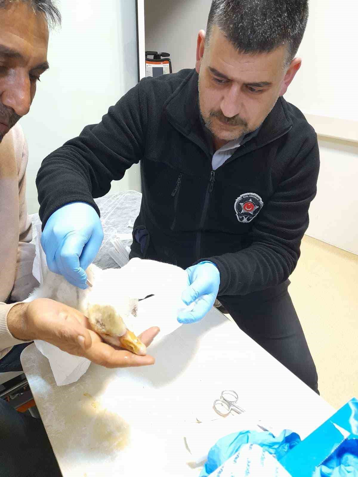 GECE NÖBETİNDEKİ GÜVENLİK GÖREVLİSİNDEN ALKIŞLANACAK HAREKET:YARALI KAZ,HAYATA TUTUNDU