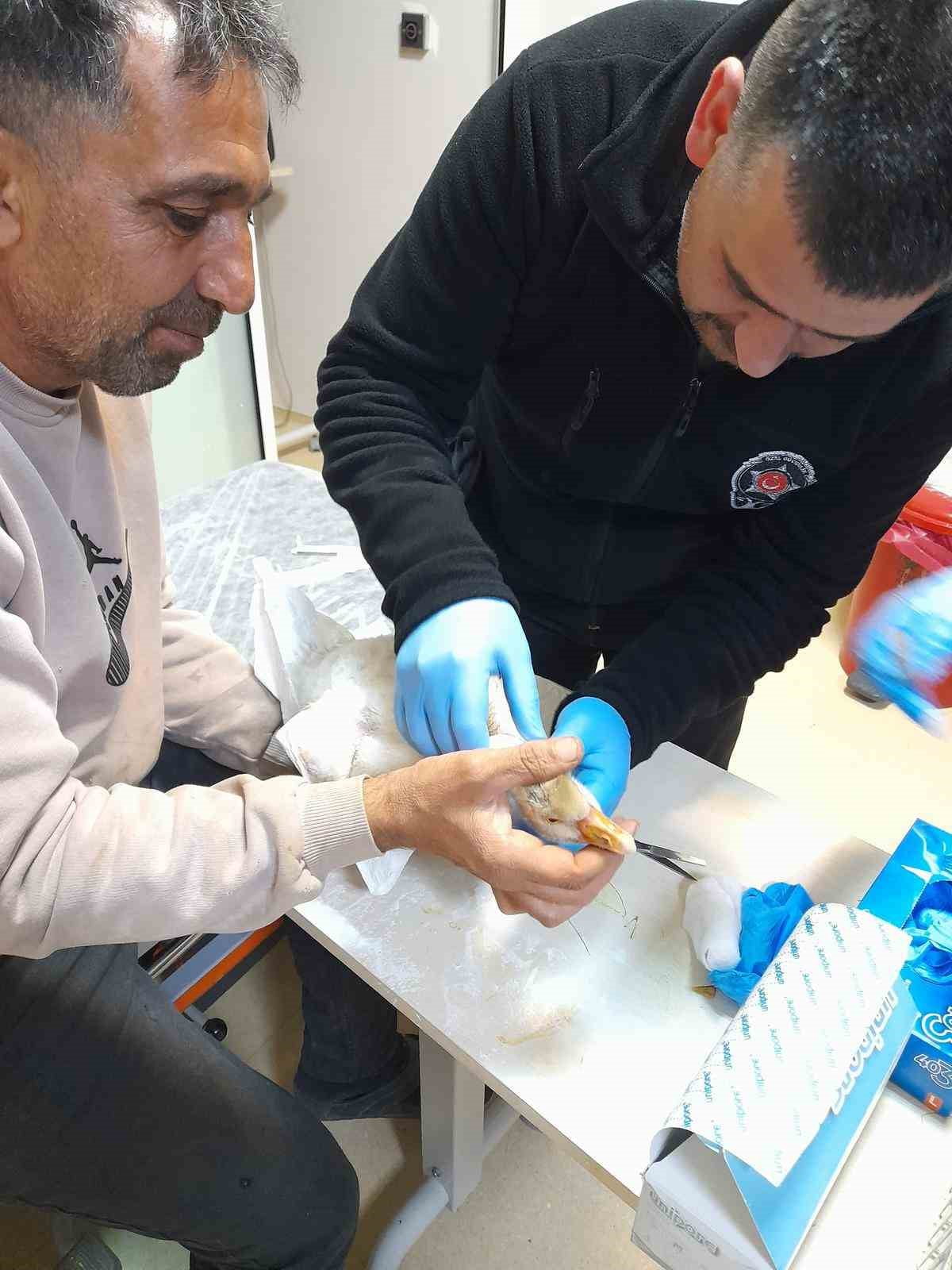 GECE NÖBETİNDEKİ GÜVENLİK GÖREVLİSİNDEN ALKIŞLANACAK HAREKET:YARALI KAZ,HAYATA TUTUNDU