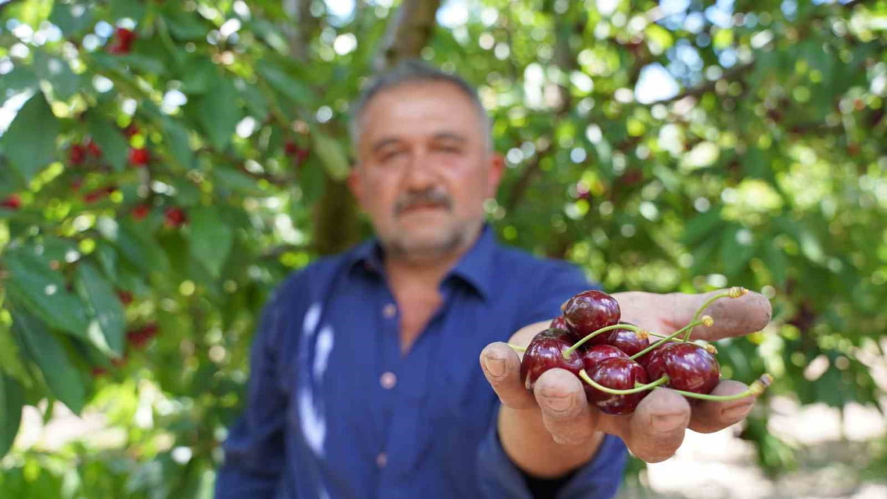 GEÇEN YIL ZİRAİ DON NEDENİYLE ÜRÜN ALAMAYAN TOKATLI KİRAZ ÜRETİCİLERİ BU YIL HASADA SEVİNÇLE...