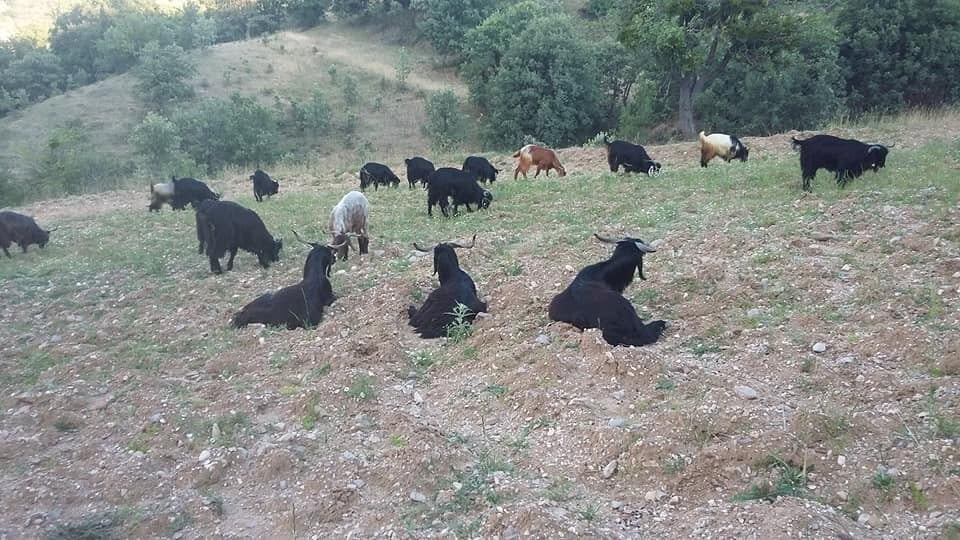 GEDİZ AKDAĞ’DA YÖRÜKLERİN YAYLA GÖÇÜ BAŞLADI