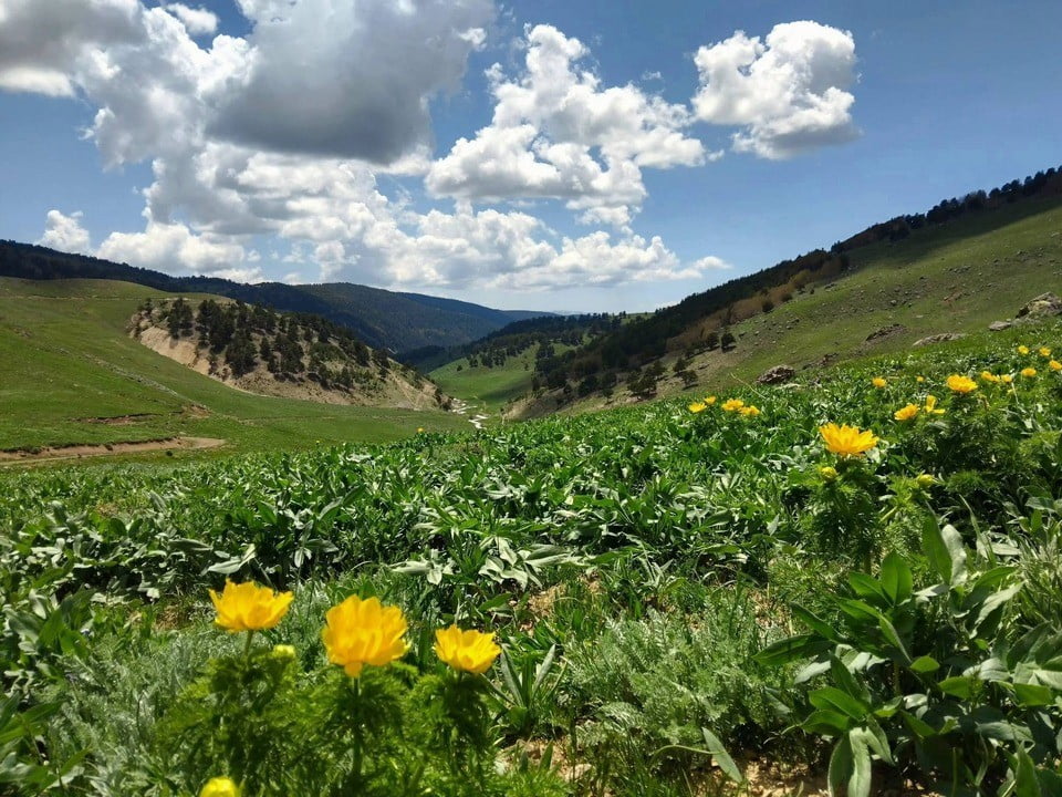 GİRESUN'UN ALUCRA İLÇESİNDEKİ YÜKSEK RAKIMLI YAYLALARDA, HALK ARASINDA "SARI DAĞ GÜLÜ" OLARAK...