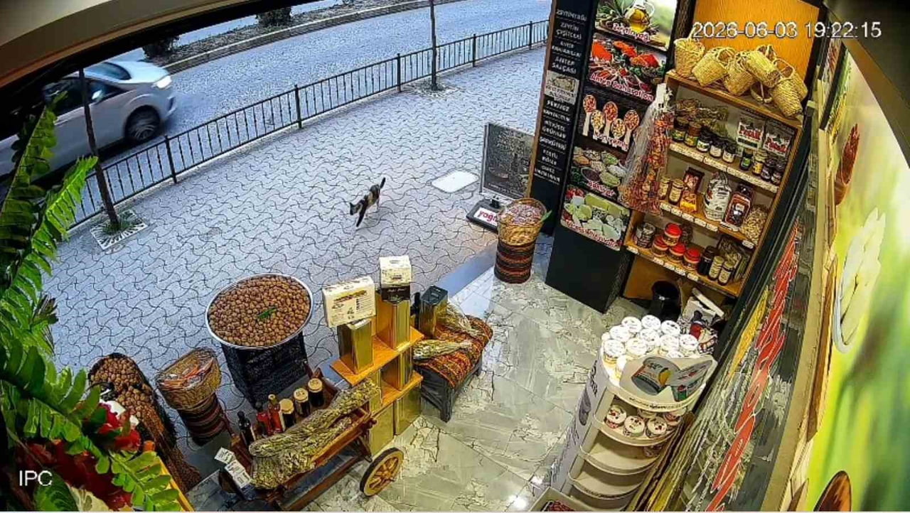 GİRESUN’DA BİR İŞYERİNİN ÖNÜNDE BULUNAN CEVİZ DOLU ÇUVAL, SOKAK KEDİSİNİN TIRNAKLARINI TÖRPÜLEDİĞİ...