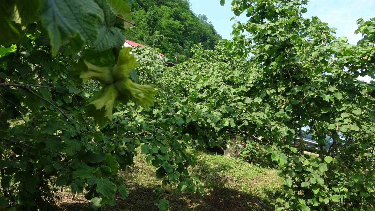 GİRESUN’DA FINDIK ÜRETİMİNİ TEHDİT EDEN KAHVERENGİ KOKARCA ZARARLISIYLA MÜCADELE KAPSAMINDA...