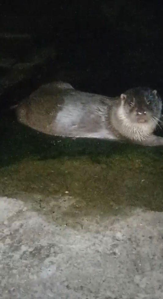 GİRESUN’DA NESLİ KORUMA ALTINDA BULUNAN SU SAMURLARI, BALIKÇI BARINAĞINA GELEREK BALIKÇILAR...