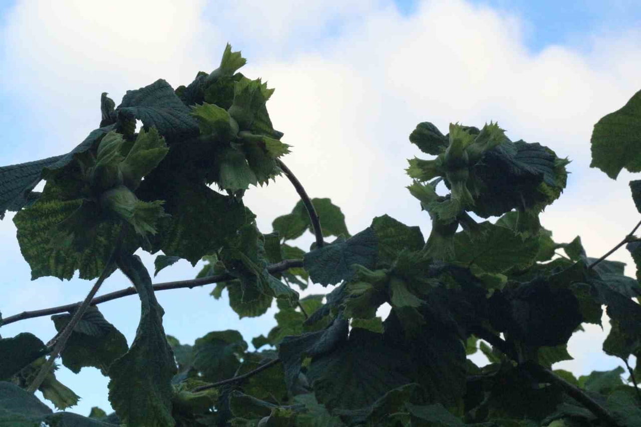 GİRESUN’UN PİRAZİZ İLÇESİNE BAĞLI MADEN MAHALLESİ’NDE FINDIK BAHÇELERİNDE İNCELEMELERDE BULUNAN...