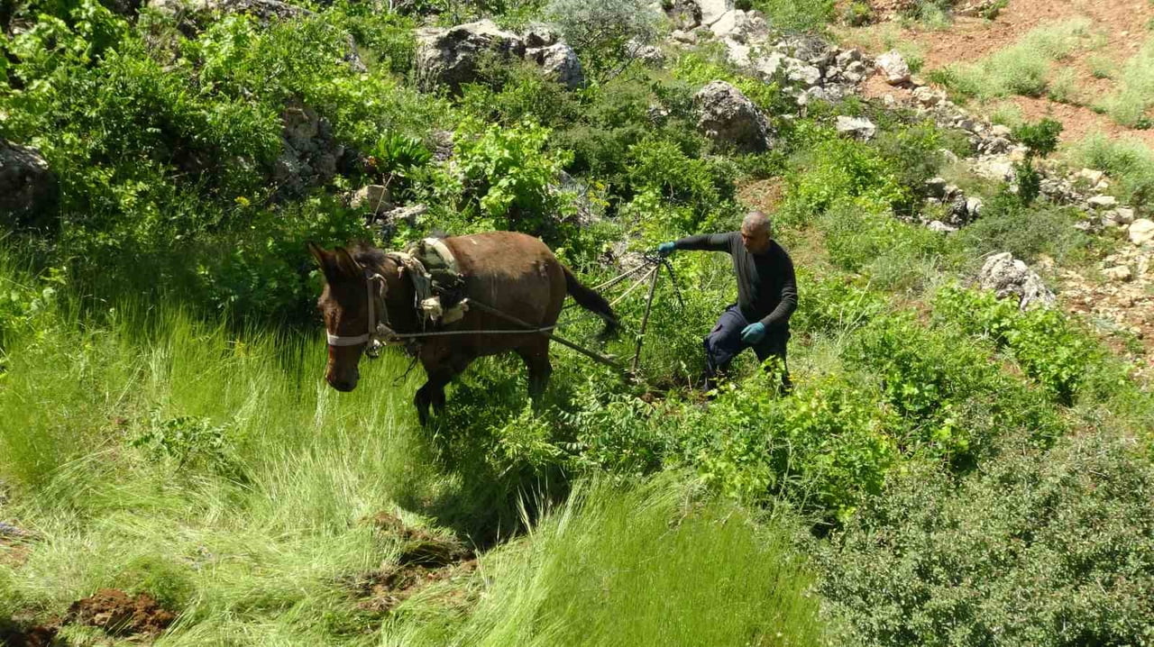 GÖKÇEPINAR SAKİNLERİ, DEDELERİNDEN DEVRALDIKLARI 100 YILLIK ATLA ÇİFT SÜRME GELENEĞİNİ, ZORLU...