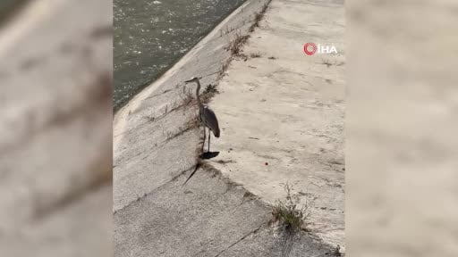 Gri balıkçıl ile martı aynı karede av bekledi