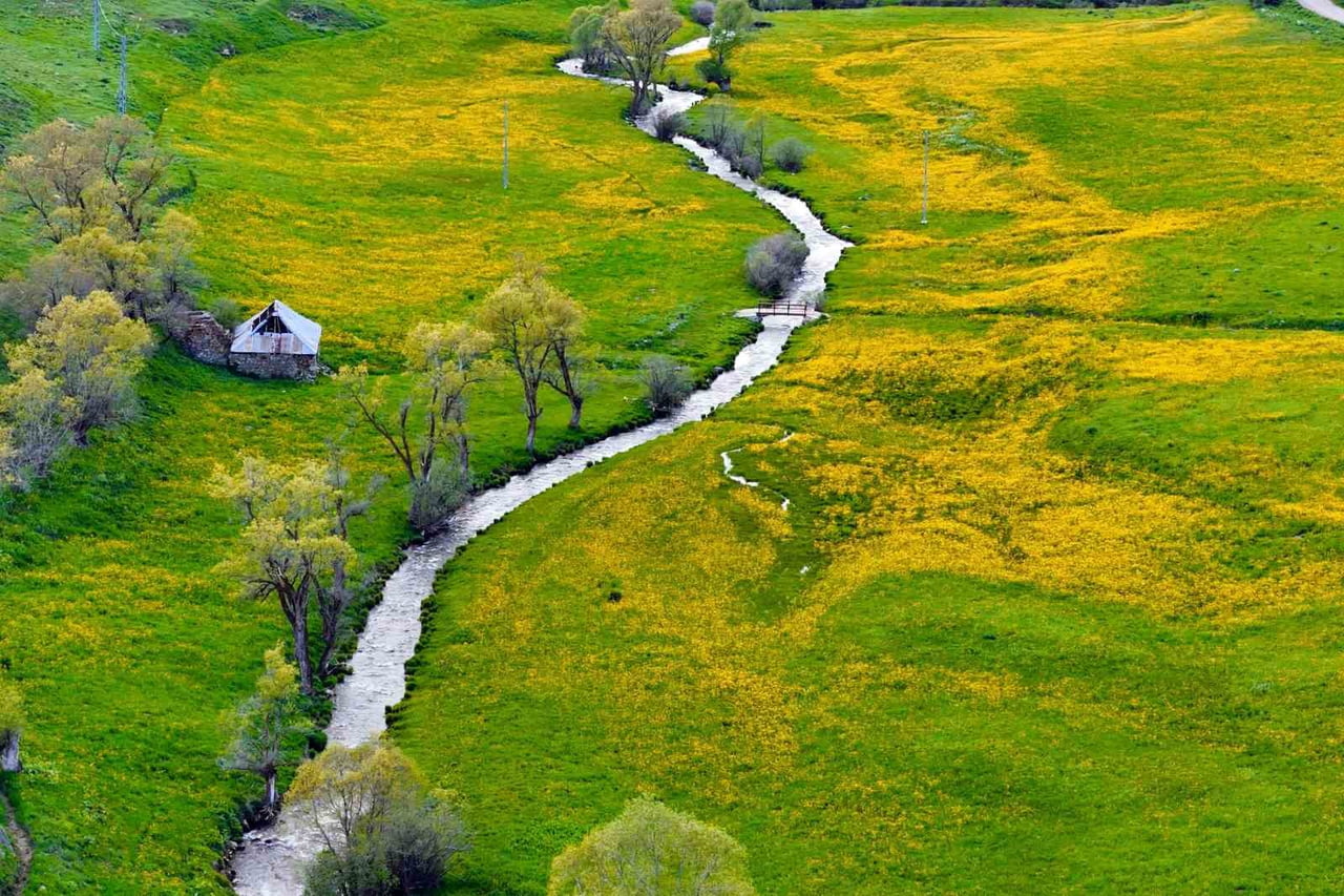 GÜMÜŞHANE’NİN MERKEZE BAĞLI SARIÇİÇEK VADİSİ, ADINI VEREN SARI ÇİÇEKLERİN AÇMASIYLA EŞSİZ BİR DOĞA...