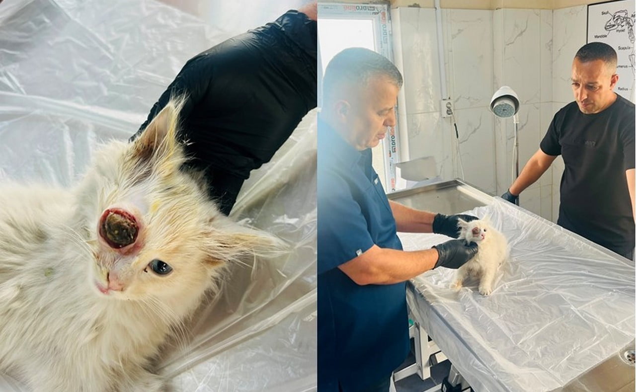 HAKKARİ'DE GÖZÜ YUVASINDAN ÇIKMIŞ HALDE BULUNAN KEDİ GERÇEKLEŞTİRİLEN CERRAHİ MÜDAHALEYLE...