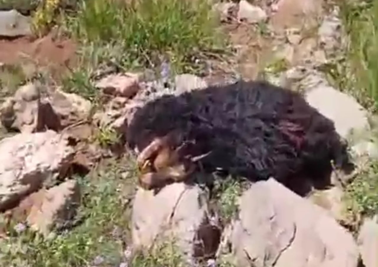 HAKKARİ’NİN YÜKSEKOVA İLÇESİNDE OTLATILMAK ÜZERE MEZRAYA BIRAKILAN KOYUN SÜRÜSÜNE KURTLARIN...