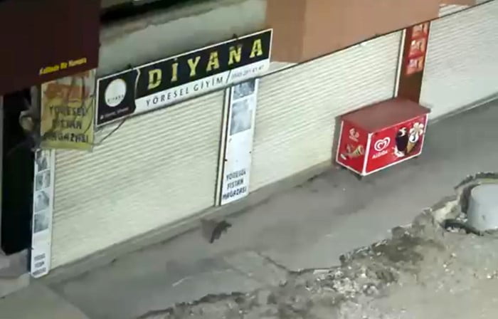HAKKARİ’NİN YÜKSEKOVA İLÇESİNDE YİYECEK ARAYAN BİR SARSAR (DAĞ SANSARI), BİR VATANDAŞ TARAFINDAN...