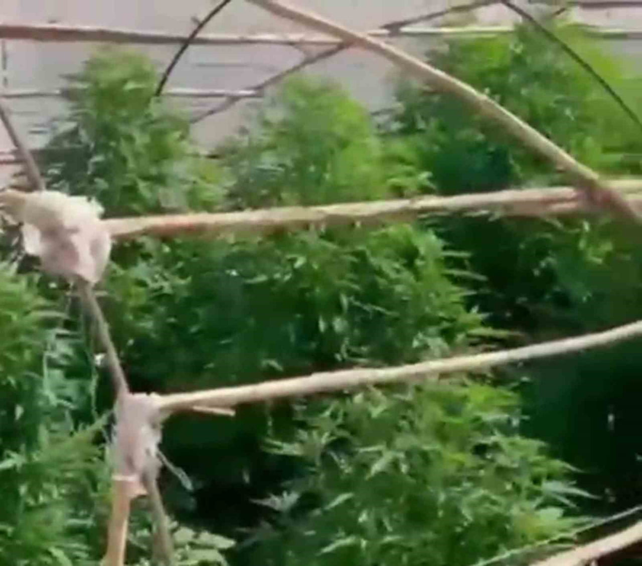 HATAY'DA POLİS EKİPLERİ TARAFINDAN GERÇEKLEŞTİRİLEN OPERASYONDA UYUŞTURUCU YETİŞTİRİLEN SERALARDA...