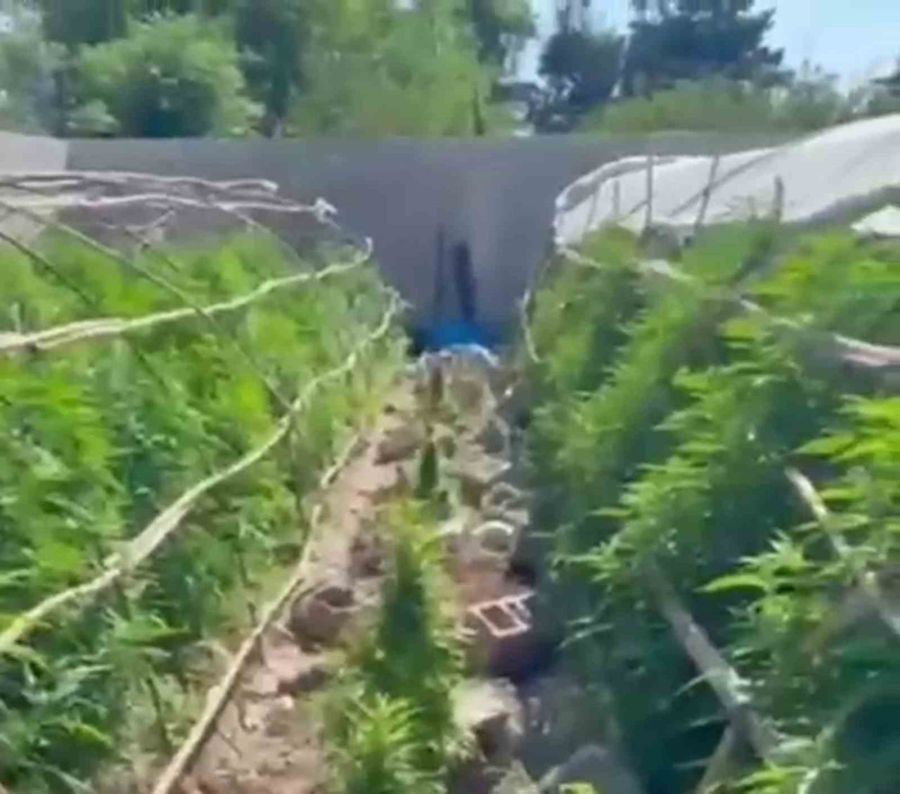 HATAY'DA POLİS EKİPLERİ TARAFINDAN GERÇEKLEŞTİRİLEN OPERASYONDA UYUŞTURUCU YETİŞTİRİLEN SERALARDA...