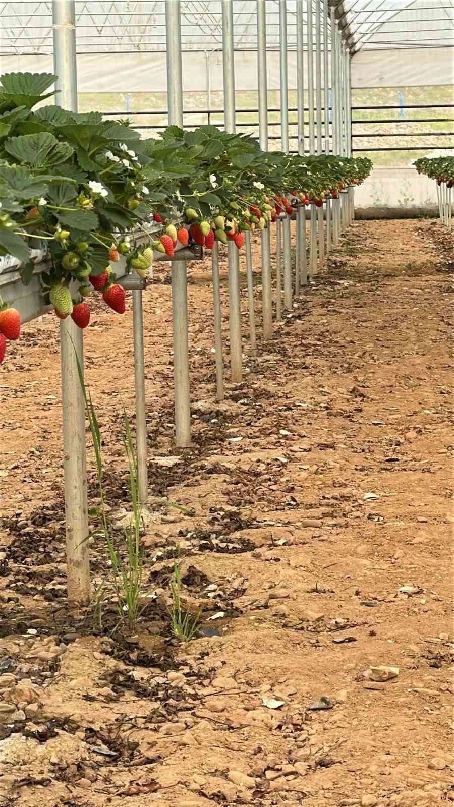 HATAY'IN HASSA İLÇESİNDE DOĞU AKDENİZ KALKINMA AJANSI (DOĞAKA) VE KURUMLARIN İŞBİRLİĞİNDE HAYATA...