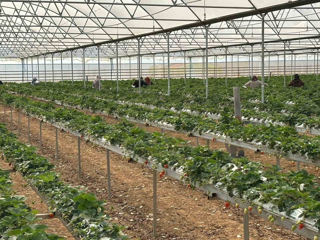 HATAY'IN HASSA İLÇESİNDE DOĞU AKDENİZ KALKINMA AJANSI (DOĞAKA) VE KURUMLARIN İŞBİRLİĞİNDE HAYATA...