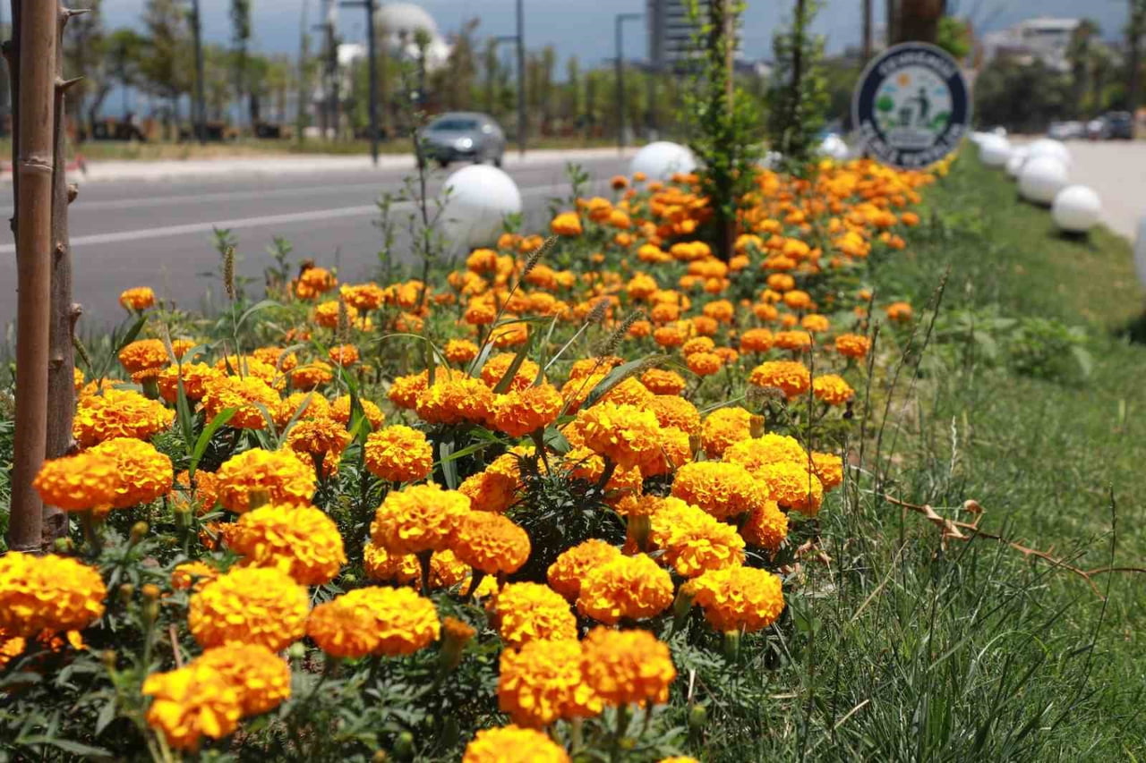 HATAY BÜYÜKŞEHİR BELEDİYESİ EKİPLERİNCE İSKENDERUN SAHİLİ’NDE GERÇEKLEŞTİRİLEN ÇİÇEKLENDİRME VE...