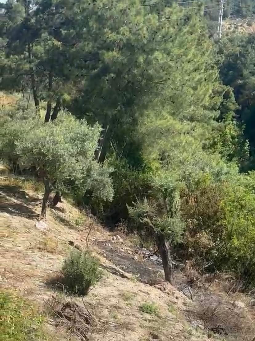 HATAY’IN ANTAKYA İLÇESİNDE ZEYTİNLİK ALANDA ÇIKAN YANGIN, İTFAİYE EKİPLERİNİN HIZLI MÜDAHALESİYLE...