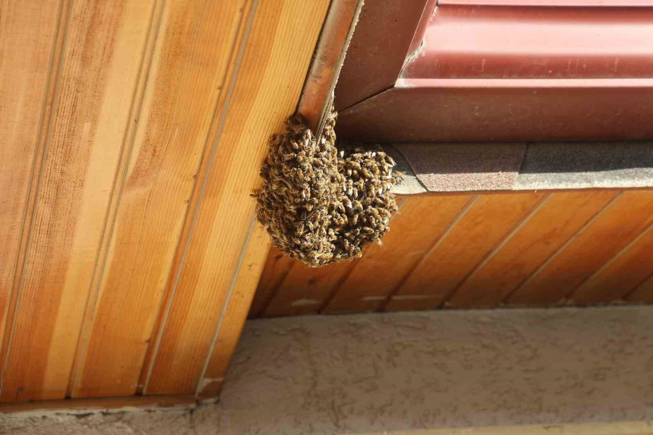 HATAY’IN DEFNE İLÇESİNDE BİR EVİN ÇATISINA GİREN BİNLERCE BAL ARISI, GÜNLER İÇERİSİNDE OĞUL...