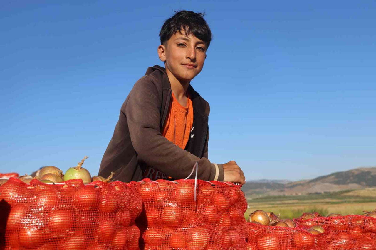 HATAY’IN KIRIKHAN İLÇESİNDE 150 MEVSİMLİK İŞÇİNİN MESAİ YAPTIĞI SOĞAN TARLASINDA HASAT SÜRÜYOR....