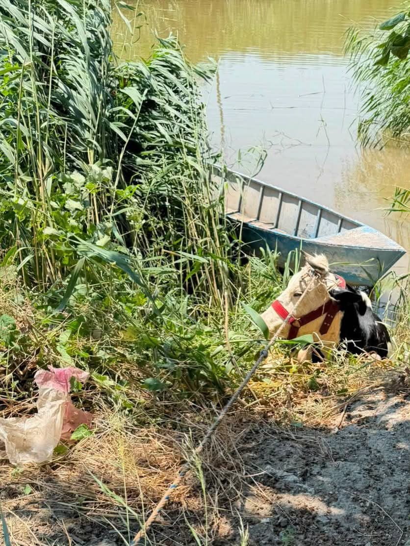 HATAY’IN KIRIKHAN İLÇESİNDE OTLANIRKEN SU KANALINA DÜŞEN İNEK, İTFAİYE EKİPLERİ TARAFINDAN...