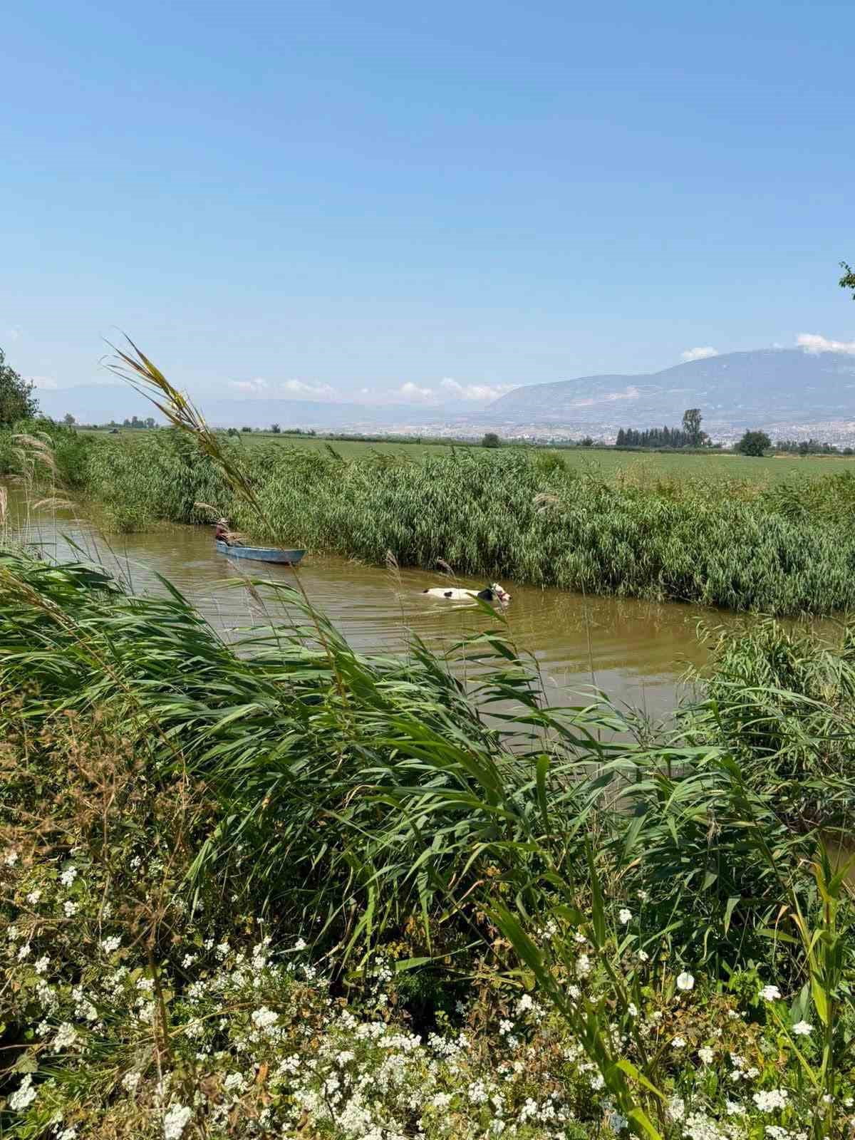 HATAY’IN KIRIKHAN İLÇESİNDE OTLANIRKEN SU KANALINA DÜŞEN İNEK, İTFAİYE EKİPLERİ TARAFINDAN...