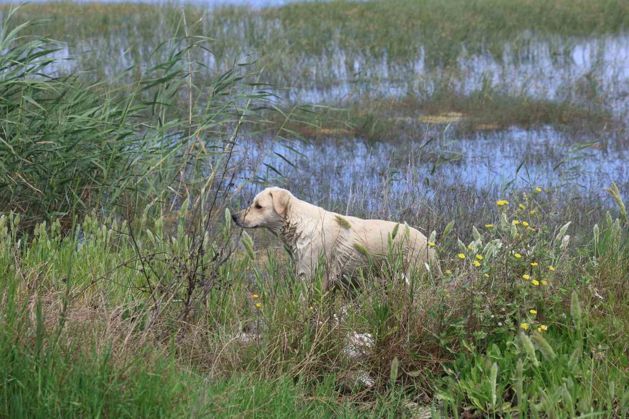 HATAY’IN SAMANDAĞ İLÇESİNDE BULUNAN MİLLEYHA SULAK ALANI’NA 5 YAVRU KÖPEĞİ BIRAKAN 2 ŞAHSA, DOĞA...