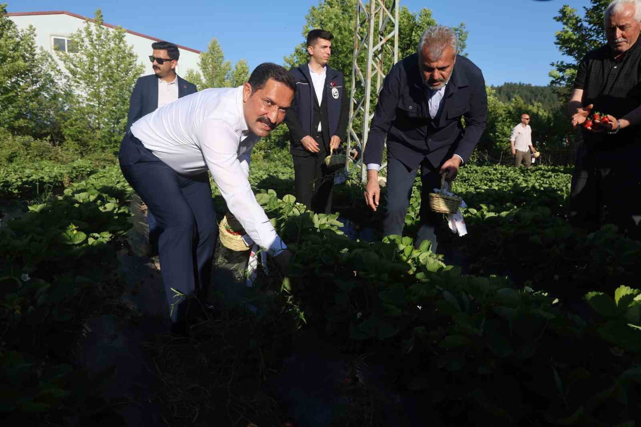HATAY VALİSİ MUSTAFA MASATLI VE HATAY BÜYÜKŞEHİR BELEDİYE BAŞKANI MEHMET ÖNTÜRK ÇİLEK HASADI...