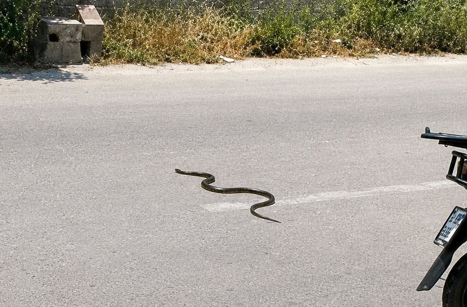 HAVA SICAKLIKLARININ ARTMASIYLA BİRLİKTE MERSİN'DE YILAN VAKALARI DA ARTTI.