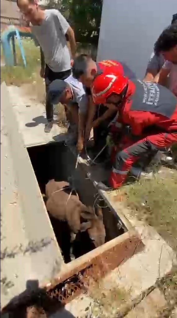 HAVALANDIRMA BOŞLUĞUNA DÜŞEN EŞEK KURTARILDI