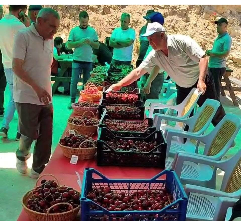 HİSARCIK KUTLUBEYLER KÖYÜNDE KİRAZ FESTİVALİ COŞKUSU