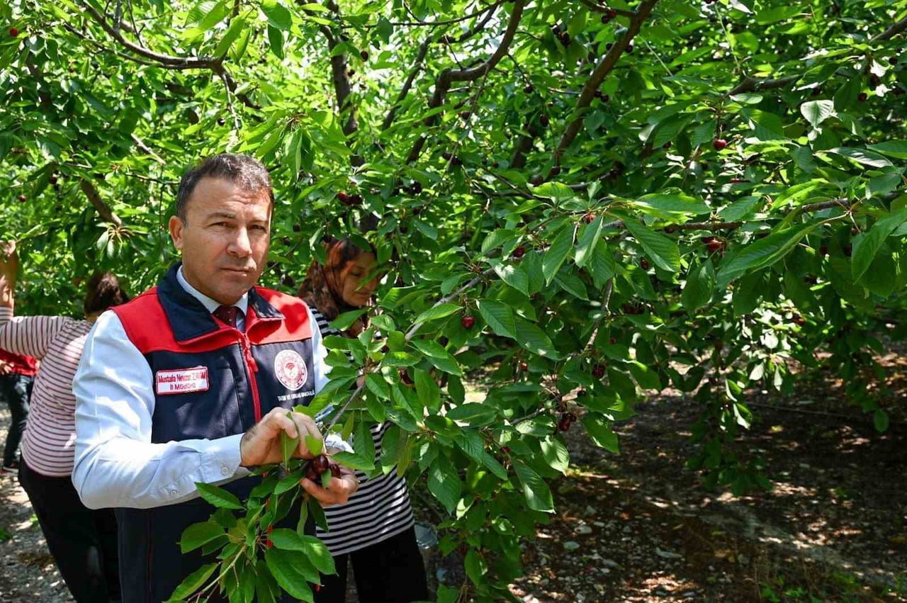 HONAZ’DA GERÇEKLEŞTİRİLEN KİRAZ HASADINDA ÜRETİCİLERLE BİR ARAYA GELEN DENİZLİ PROTOKOLÜ...