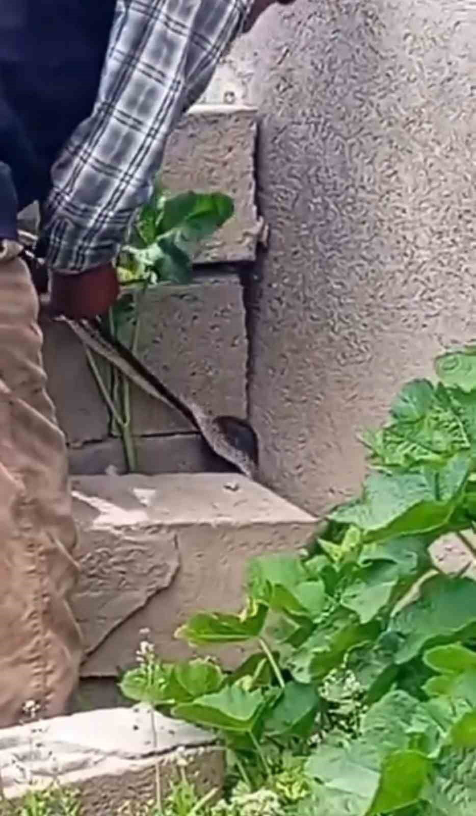 IĞDIR'DA EVE GİRMEYE ÇALIŞAN YILANI ÇIPLAK ELLE YAKALADI