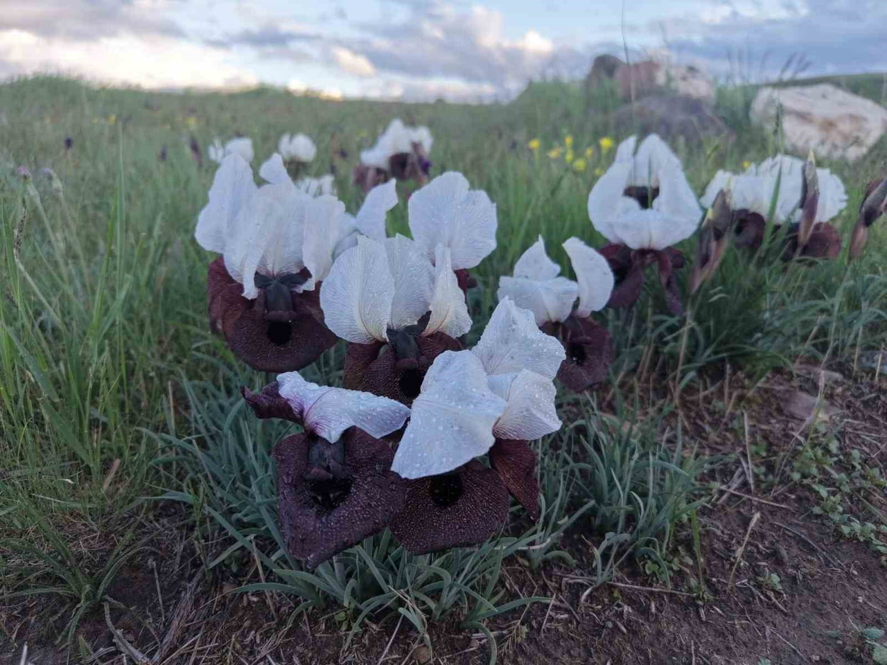 IĞDIR'DA KURT KULAĞI ÇİÇEKLERİ AÇTI