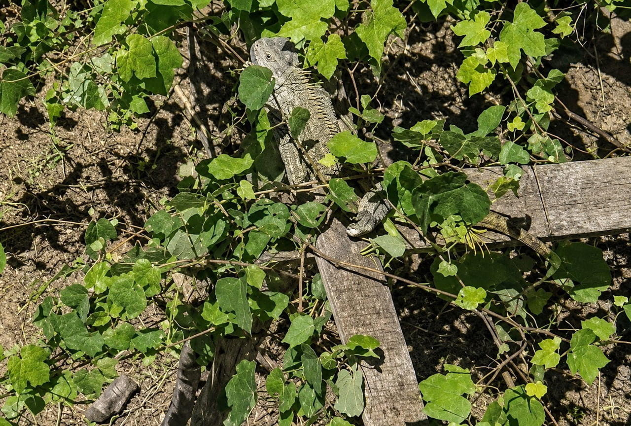 İGUANA, EKİP TARAFINDAN BULUNDUĞU YERDEN ALINDI