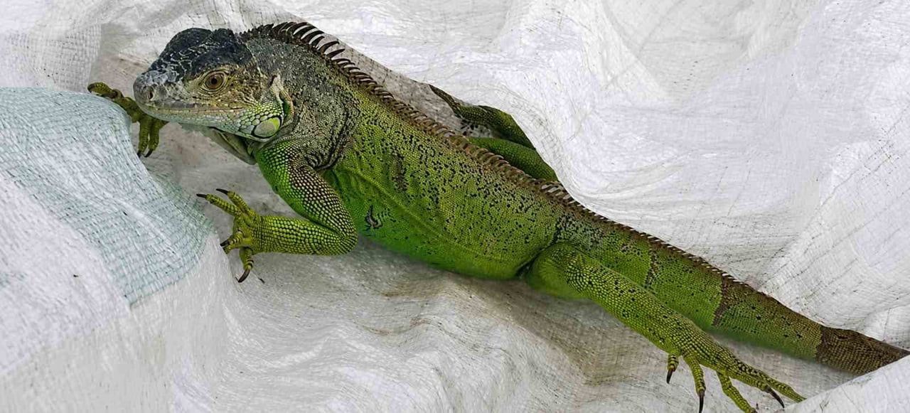 İGUANA, EKİP TARAFINDAN BULUNDUĞU YERDEN ALINDI