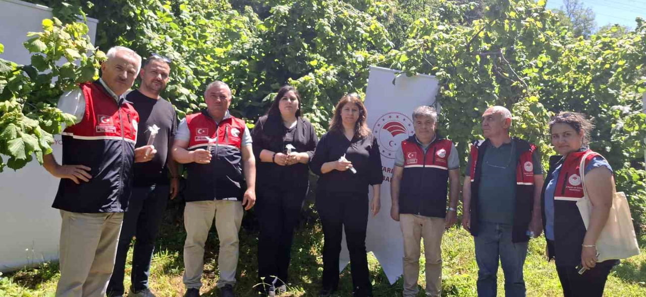 İNEBOLU İLÇESİNDE KAHVERENGİ KOKARCAYA KARŞI ORMANLIK ALANA 5 BİN ADET SAMURAY ARISI SALINDI.