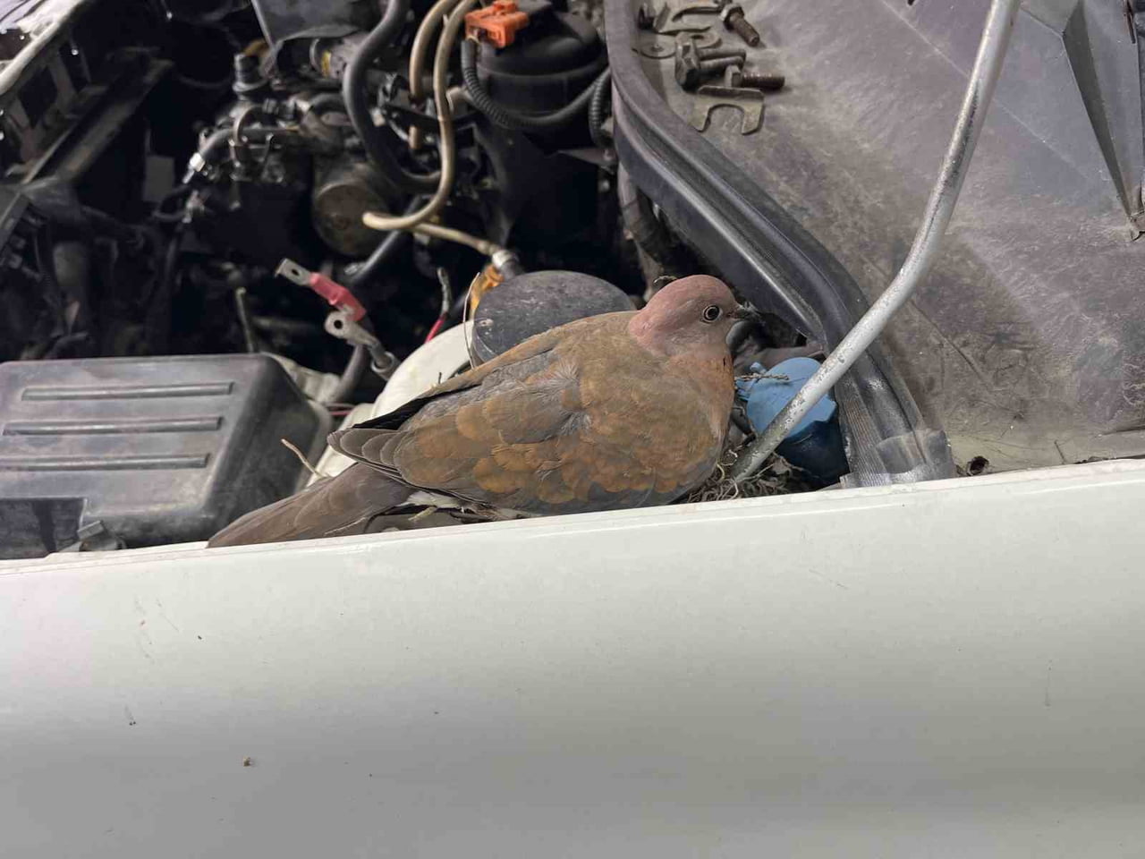 İŞ YERİNDE MOTOR TAMİRİ YAPILAN OTOMOBİL LİFTİNİN ÜZERİNDEKİ YUVAYI USTA ALPER TURHAN FARK ETTİ....