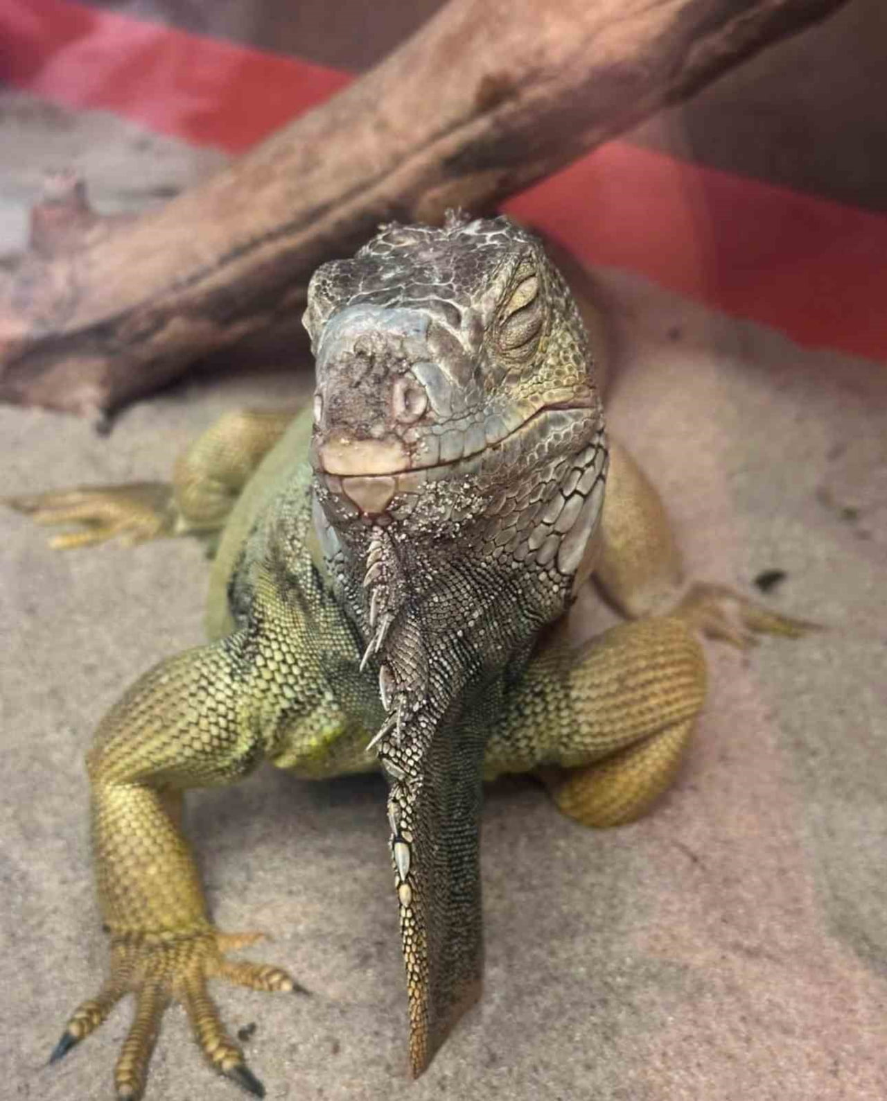 İSTANBUL’DA BİR EVE DÜZENLENEN OPERASYONDA, GEREKLİ İZİNLERİ BULUNMAYAN TARANTULA, YILAN, AKREP...