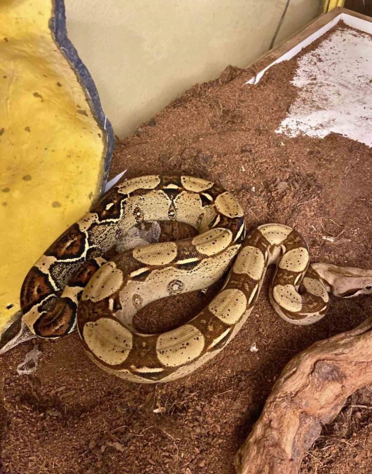 İSTANBUL’DA BİR EVE DÜZENLENEN OPERASYONDA, GEREKLİ İZİNLERİ BULUNMAYAN TARANTULA, YILAN, AKREP...