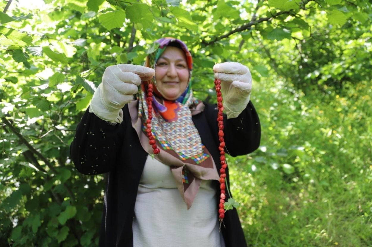 KADINLARIN DAĞ ÇİLEĞİ TOPLAMA MESAİSİ