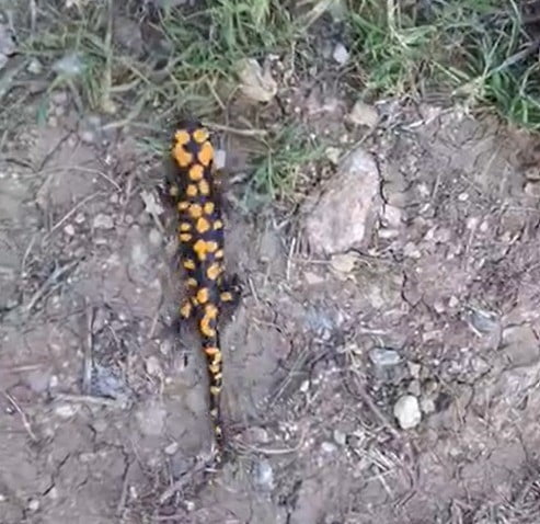 KAHRAMANMARAŞ'IN GÖKSUN İLÇESİNDE NESLİ TEHDİT ALTINDA BULUNAN ANADOLU BENEKLİ SEMENDERİ...