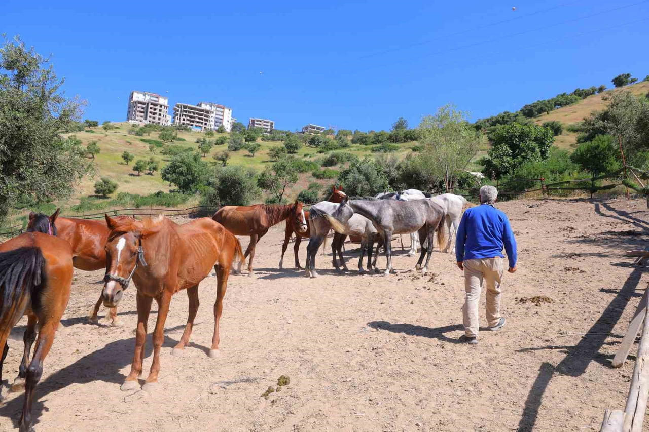 KAHRAMANMARAŞ'TA BİR AT ÇİFTLİĞİNDEN KAÇAN İKİ AT, TRAFİK POLİSLERİNİN DİKKATİ SAYESİNDE BULUNARAK...